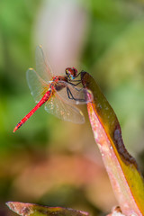 Red dragonfly