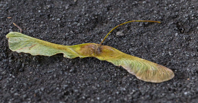 Ahornsamen auf Asphalt