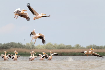 Landscape photo of white pelicans in Danube Delta