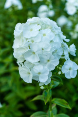 big beautiful white flower blooming