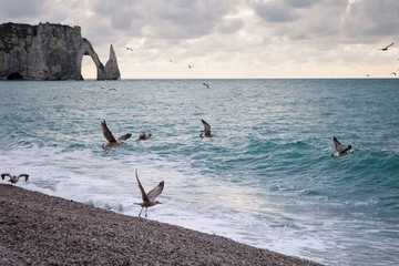 The beach and cliffs with seagulls of Etretat, Normandy on the French coast