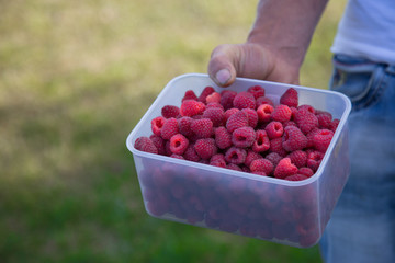 Raspberries 