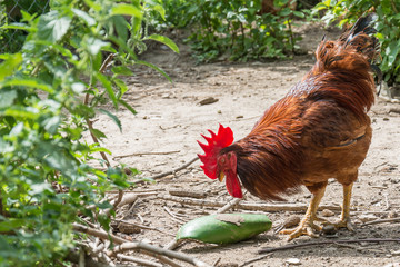 Naklejka premium Rooster 
