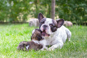 Fototapeta premium French bulldog with shih tzu puppy on the grass