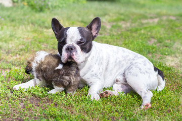 French bulldog with shih tzu puppy on the grass