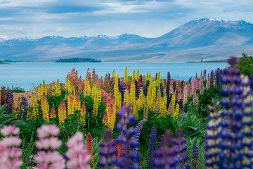 Panele Szklane  Krajobraz na polu łubinu jeziora Tekapo w Nowej Zelandii