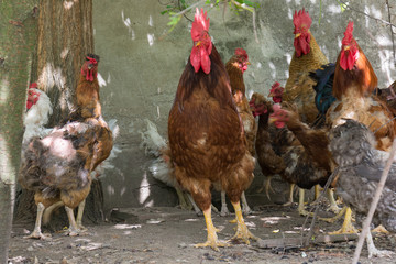 Hen and rooster on traditional free range poultry farm