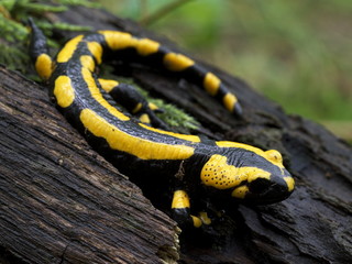 Feuersalamander auf Holz
