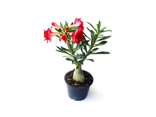 tree adenium on black pot isolated on white background