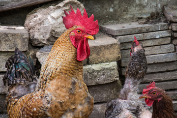 Naklejka premium Hen and rooster on traditional free range poultry farm