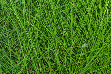 The texture of the wet tall grass.