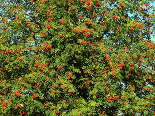 Rowan. Ripe berries of mountain ash, the European sorbus ausupariya. Rowanberry colorful texture, bright red and green summer background