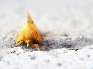 Spotted orange tussock moth (Lophocampa maculata) against the background of gray wall texture. Front view