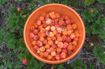Ripe cloudberries in a bucket in a clearing .
