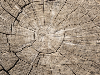 A cut of an old tree with cracks