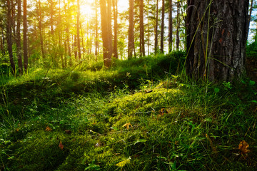 Summer forest undergrowth vegetation. Grass, shrubs and moss growing in pinewood understory or underbrush backlit by the sun. Selective focus. Pomerania, northern Poland. - obrazy, fototapety, plakaty