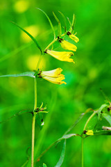 Wood Cow-wheat, Melampyrum nemorosum stem with flowers growing in woodland. Yellow wildflowers blossom in summer temperate forest. Selective focus. Pomerania, northern Poland.