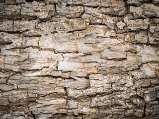 The bark of a tree in brown tones with a vignette