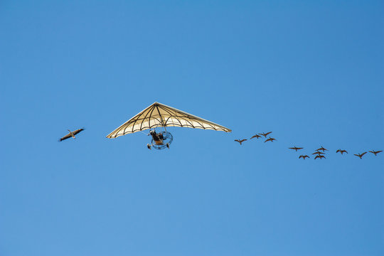 ULM en vol accompagné par un vol d'oiseaux