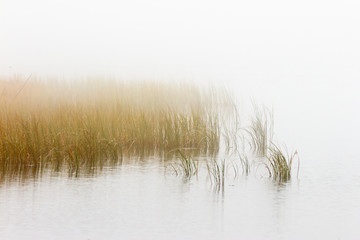 Reeds in foggy seascape