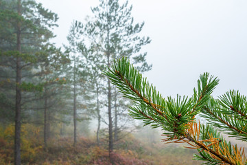 Pine branch in the misty forest