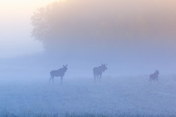 Misty morning with mooses in the sunrise