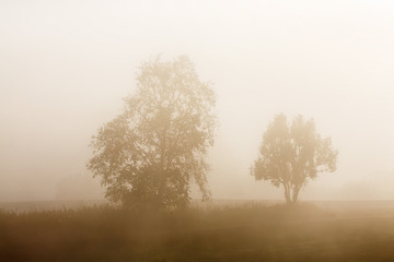 Fototapeta na wymiar Tree silhouettes in the fog in autumn