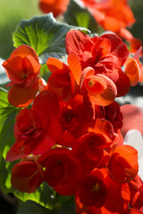 Rote Begonien