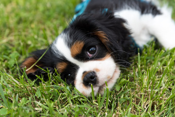 Sweet Cavalierking puppy