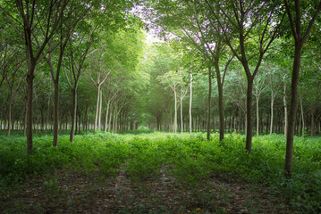 Rubber plantations are organized with spacing.