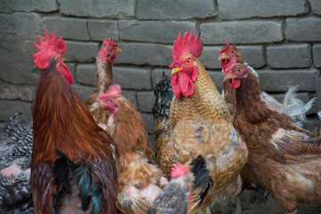 Naklejka premium Hen and rooster on traditional free range poultry farm