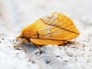 Spotted orange tussock moth (Lophocampa maculata) against the background of gray wall texture. Side view
