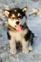 Puppy Alaskan Malamute
