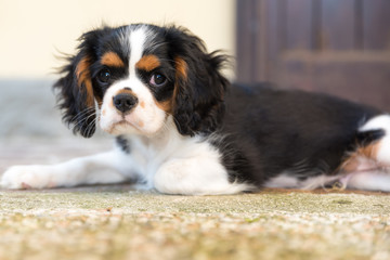 Sweet Cavalierking puppy