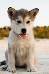 Puppy Alaskan Malamute