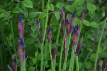 Buds of iris in the garden
