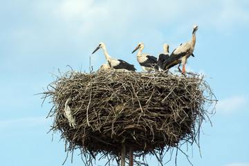 Family of young storks standing in their nest