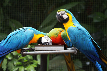Papagaios amarelo e azul 