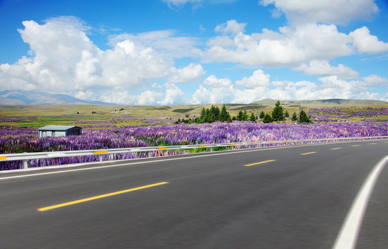 Asphalt road with lupin field