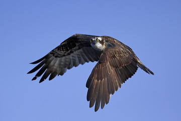 Osprey (Pandion haliaetus)