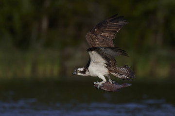 Osprey (Pandion haliaetus)