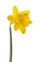 Papier Peint photo Lavable Narcisse Fleur de jonquille jaune isolé sur fond blanc
