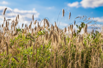 Wheat in the field 