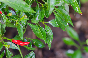 Red and green chili peppers on the tree