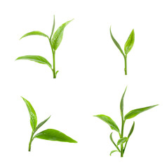 green tea leaf isolated on white background
