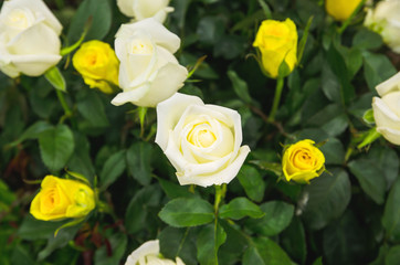 Background of bouquet of white blooming rose bush