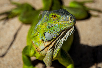 Green Iguana