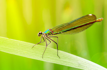 Dragonfly (Odonata) sitting on a sheet of reeds, green background. Macro shots, Beautiful nature scene dragonfly. Showing of eyes and wings detail. 
