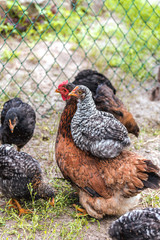  Mom chicken with his grown-up chickens. The chicken sits on her chicken mom. Grazing hen with chickens. Domestic poultry farming