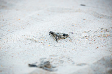 Baby Sea Turtle